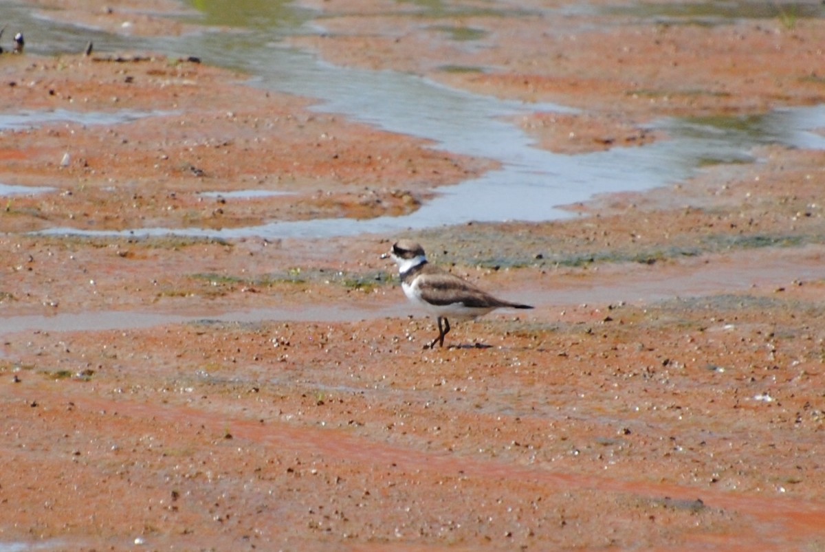 Semipalmated Plover - Tibbett Speer