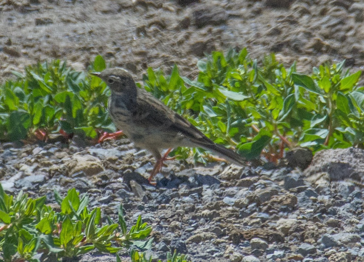 American Pipit - ML171145601