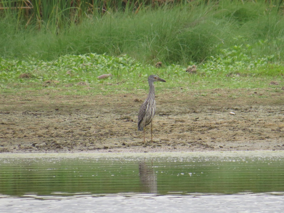 Yellow-crowned Night Heron - Mark Kosiewski