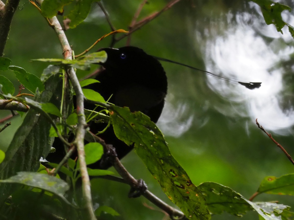 Western Parotia - ML171148981