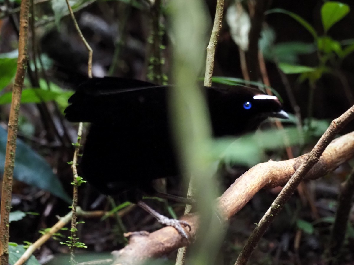 Western Parotia - Todd Deininger