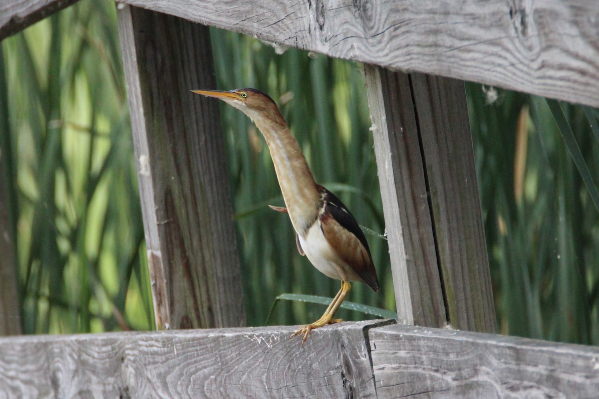 Least Bittern - Patrick Sysiong