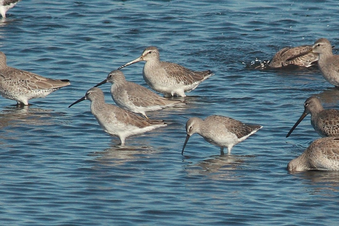 Stilt Sandpiper - ML171150841