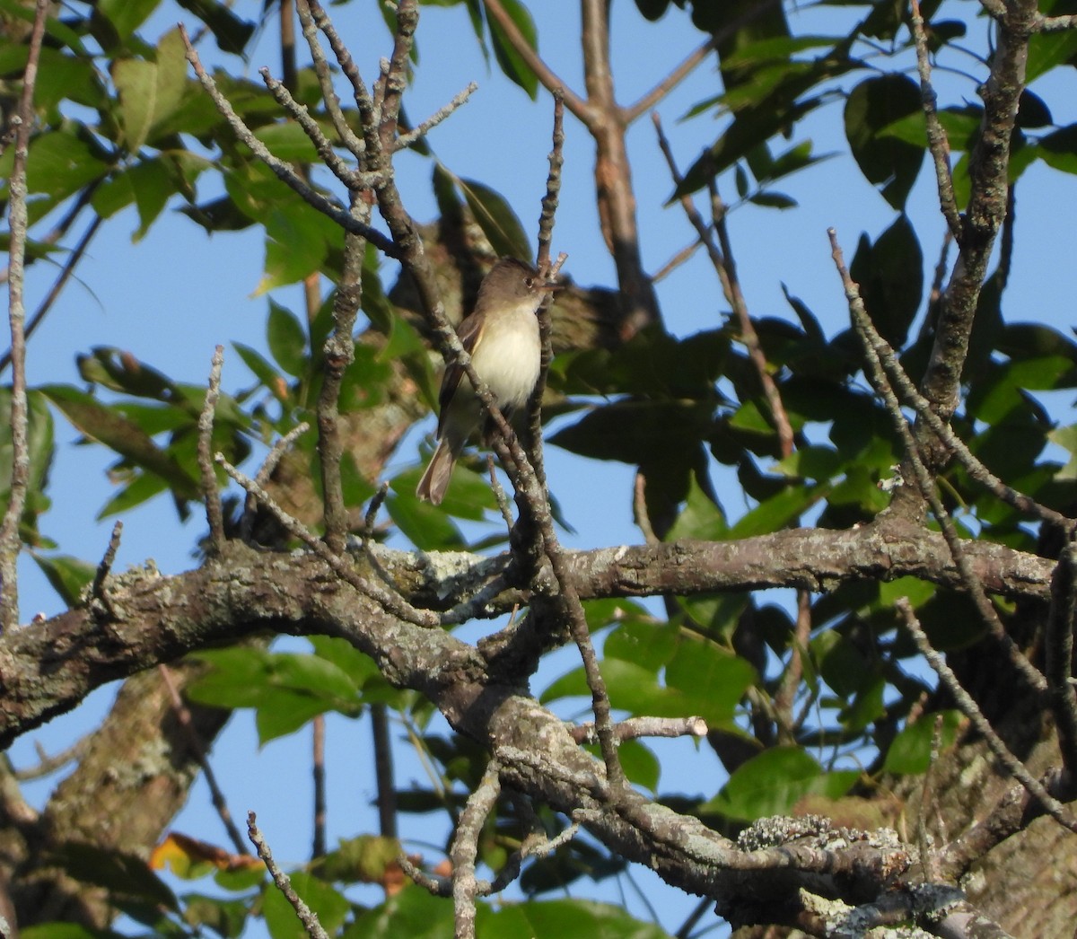 Willow Flycatcher - ML171152281