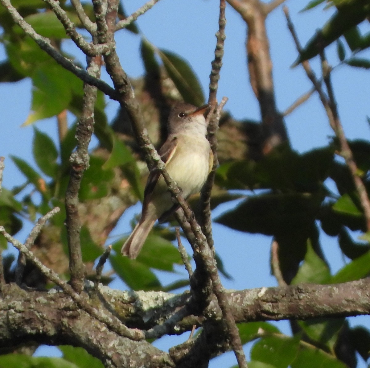 Willow Flycatcher - ML171152321