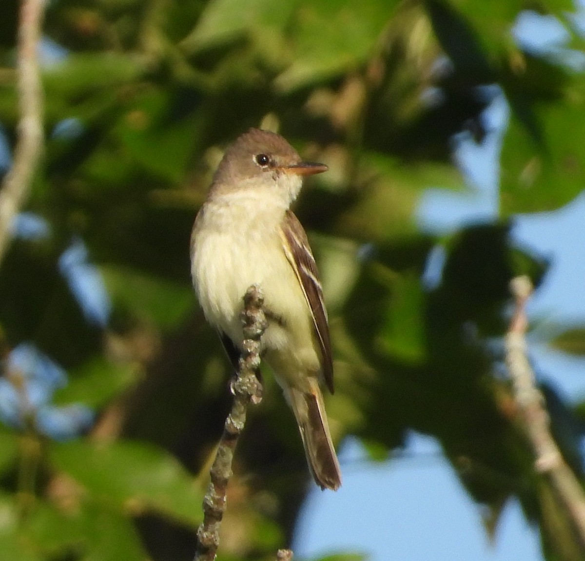 Willow Flycatcher - ML171152341