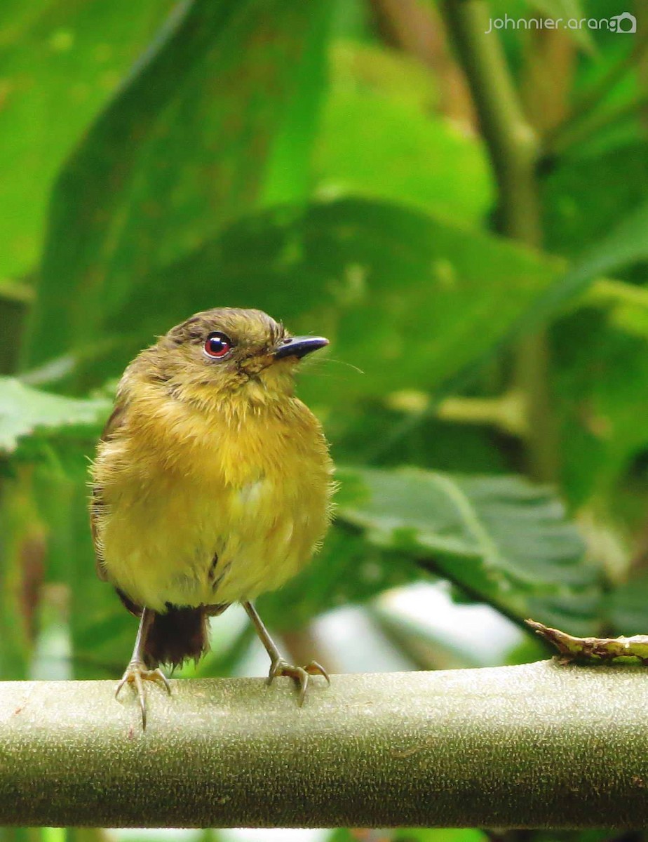 Bronze-olive Pygmy-Tyrant - ML171153291