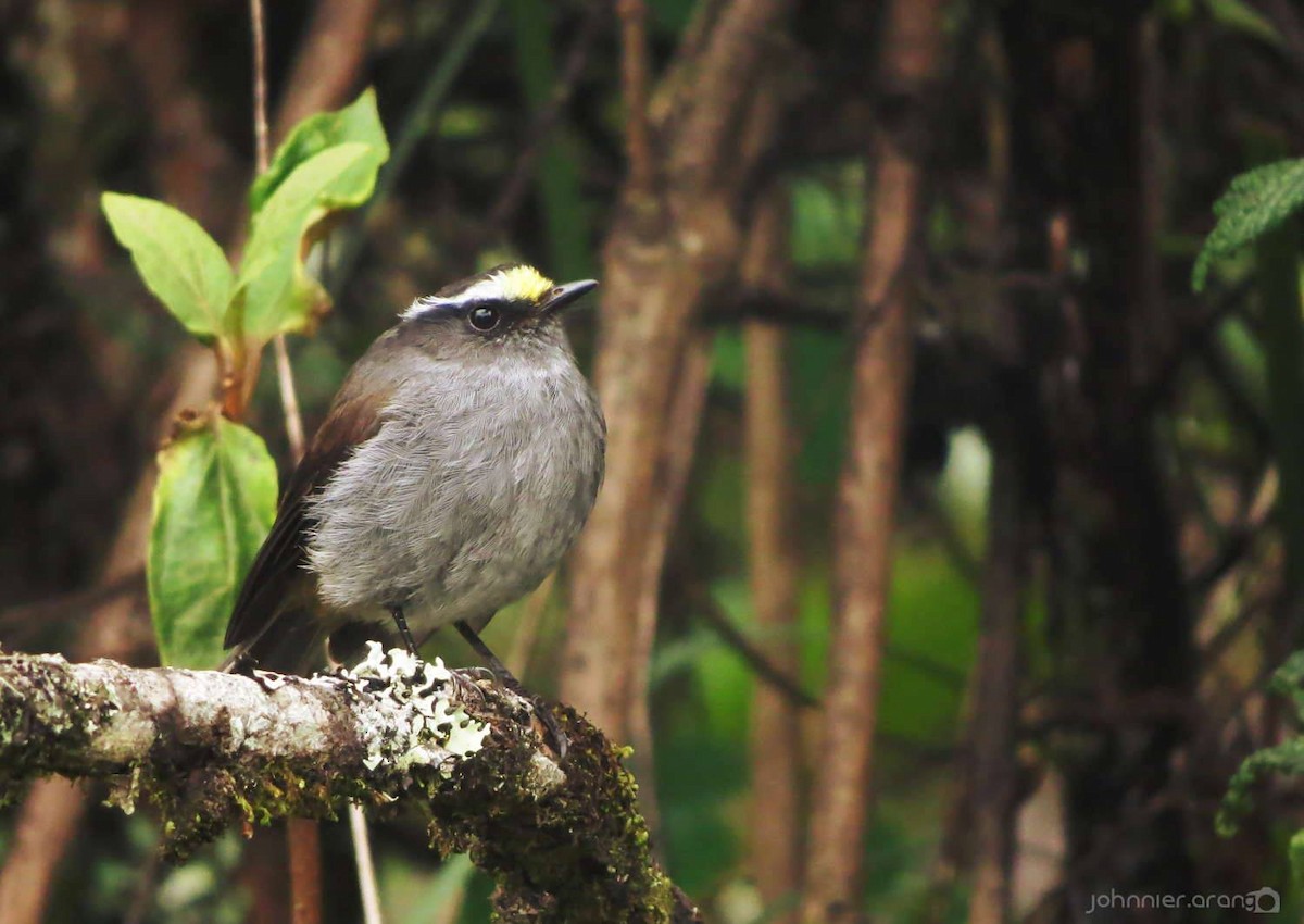 Crowned Chat-Tyrant - Johnnier Arango 🇨🇴 theandeanbirder.com