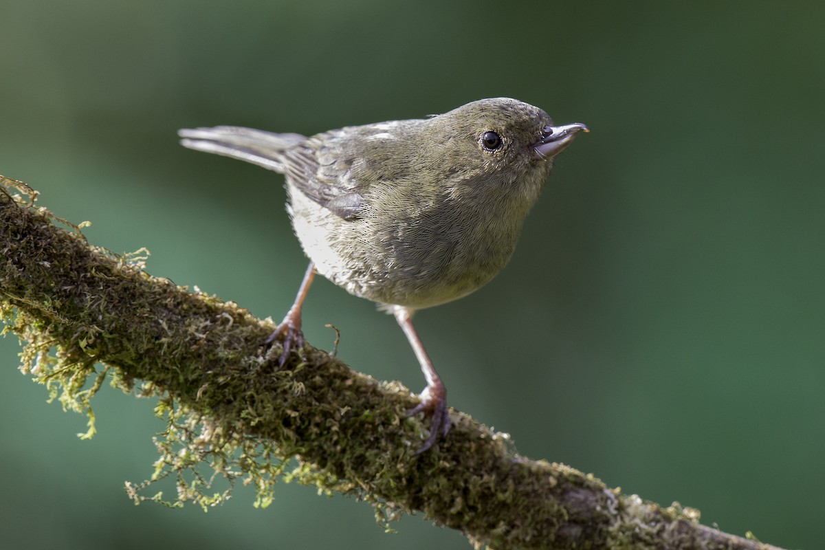 Slaty Flowerpiercer - ML171154331