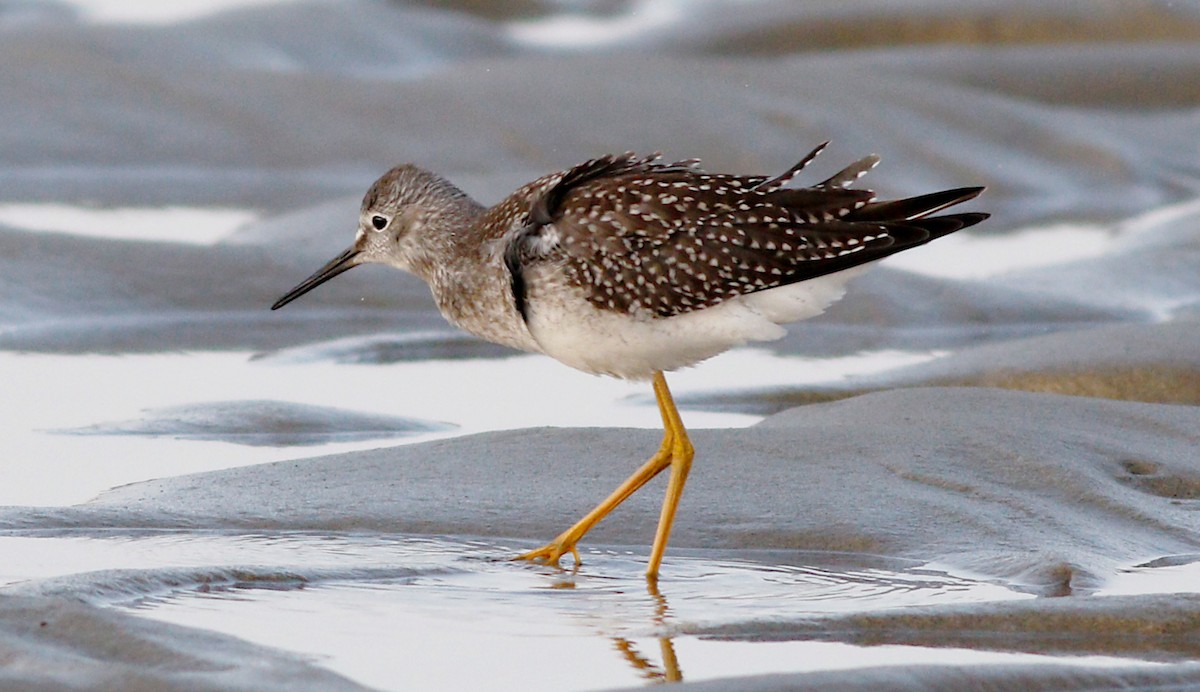 Lesser Yellowlegs - ML171154901