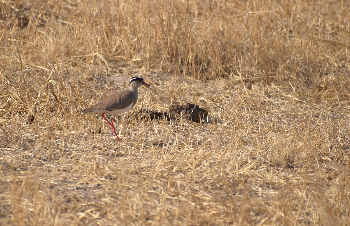 Crowned Lapwing - ML171156381