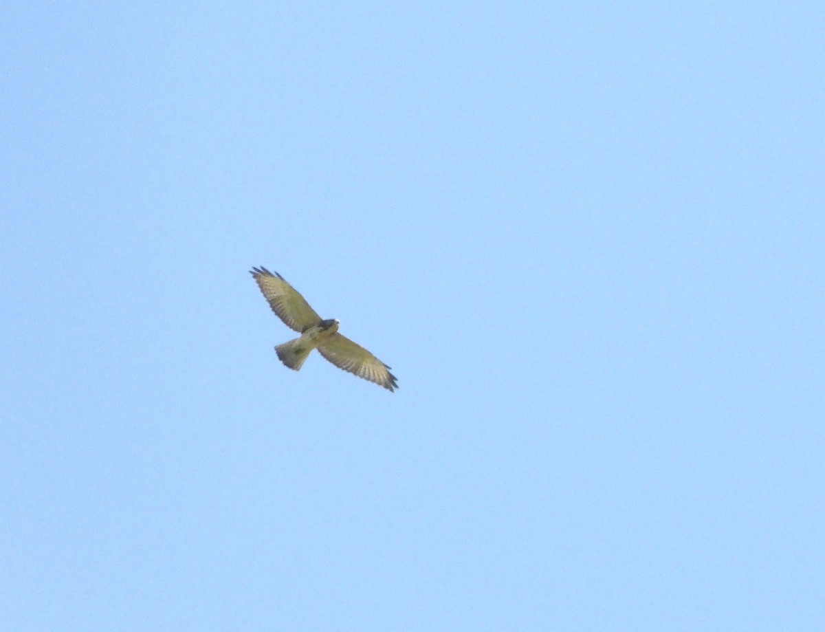 Broad-winged Hawk - ML171156691