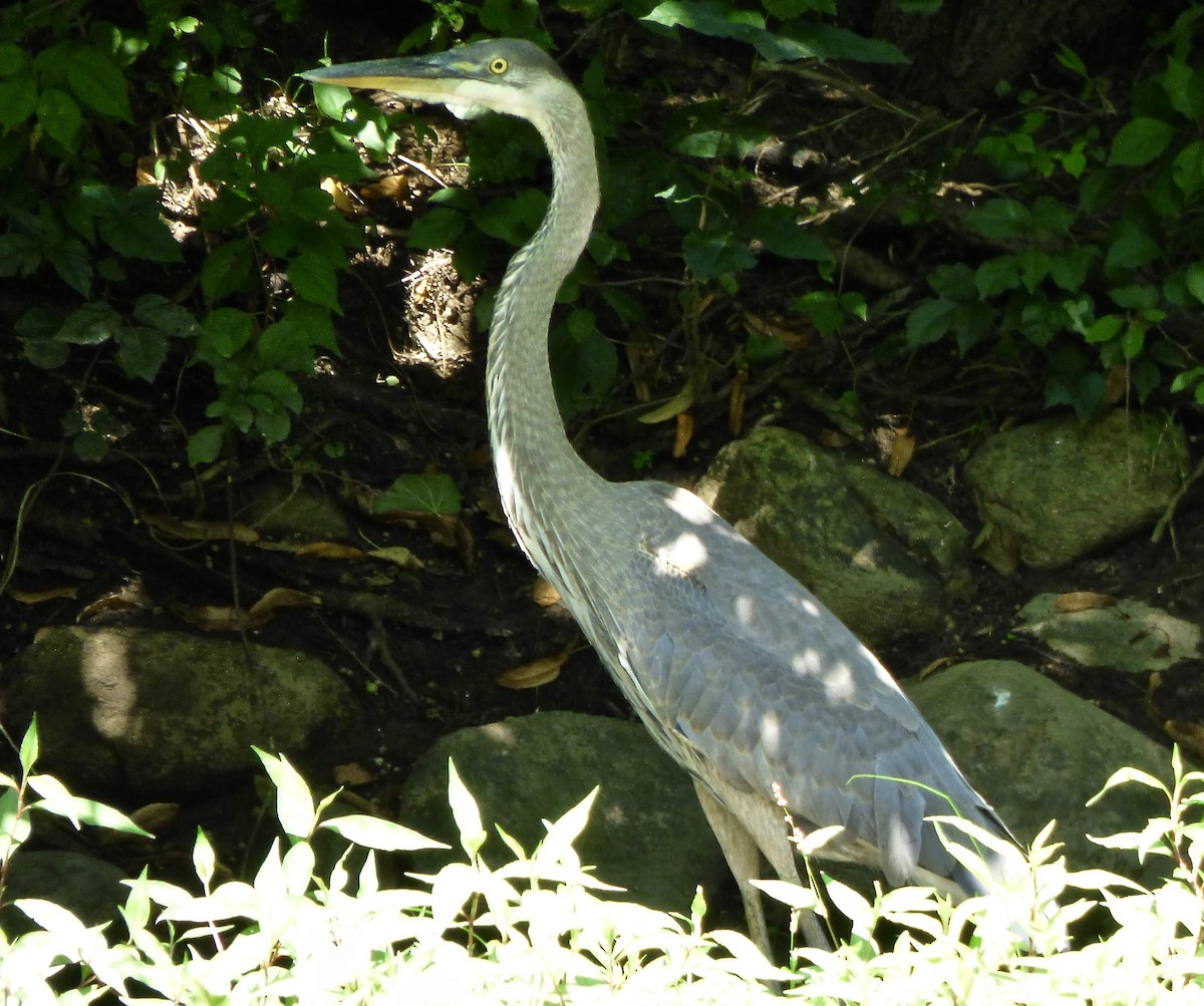 Great Blue Heron - ML171156881