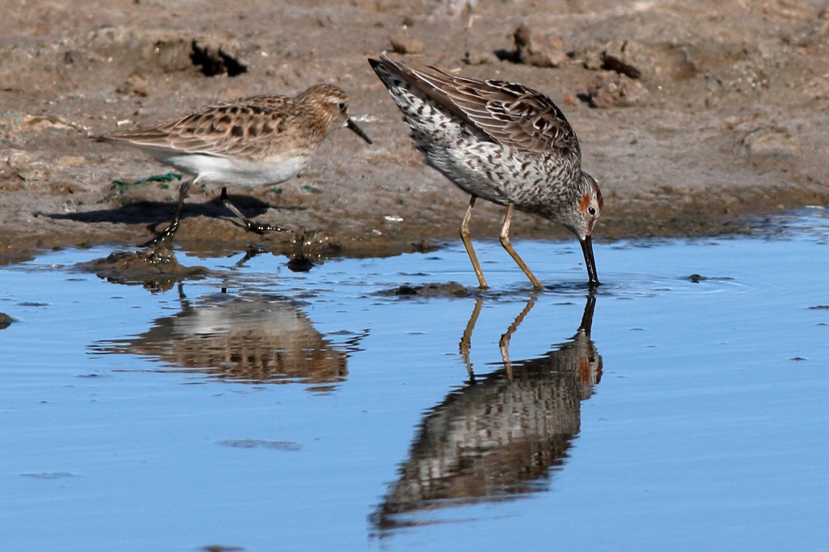 Stilt Sandpiper - ML171157121