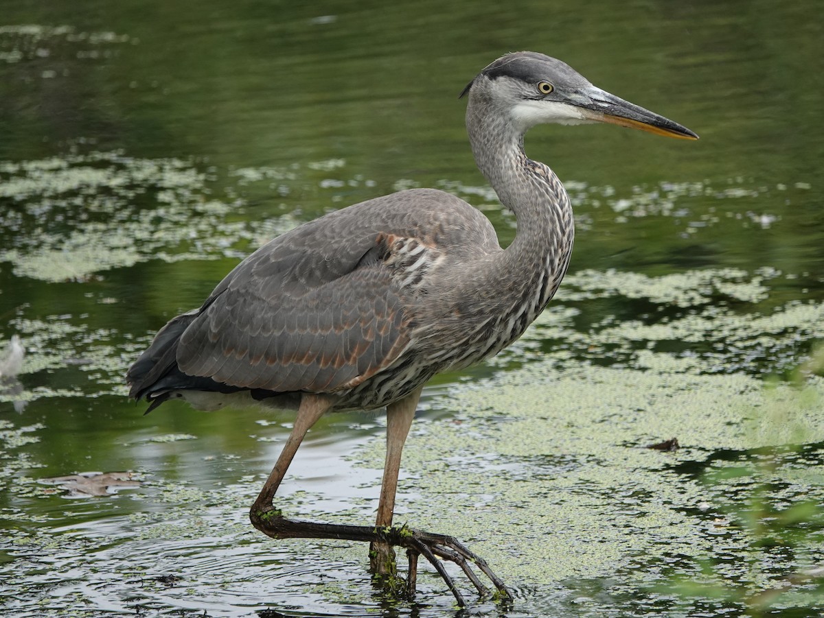 Great Blue Heron - Frank Guenther