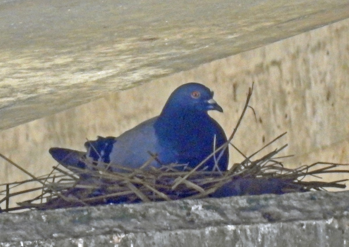 Rock Pigeon (Feral Pigeon) - ML171159191
