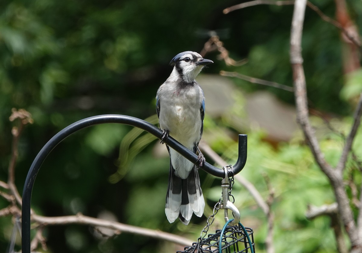 Blue Jay - Frank Guenther