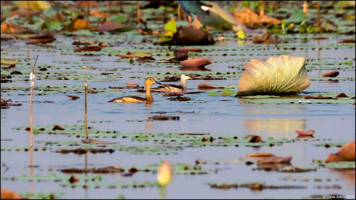 Lesser Whistling-Duck - ML171163291