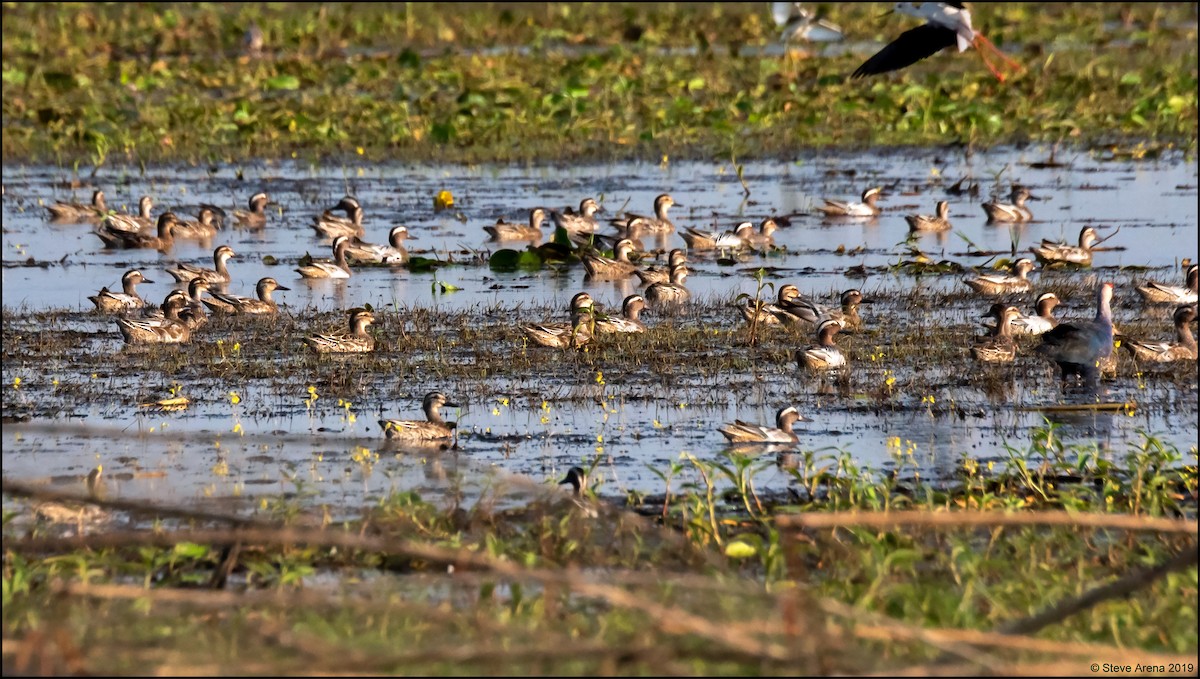 Garganey - ML171163551