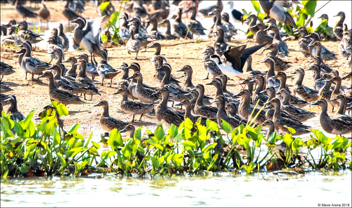 Garganey - ML171163611