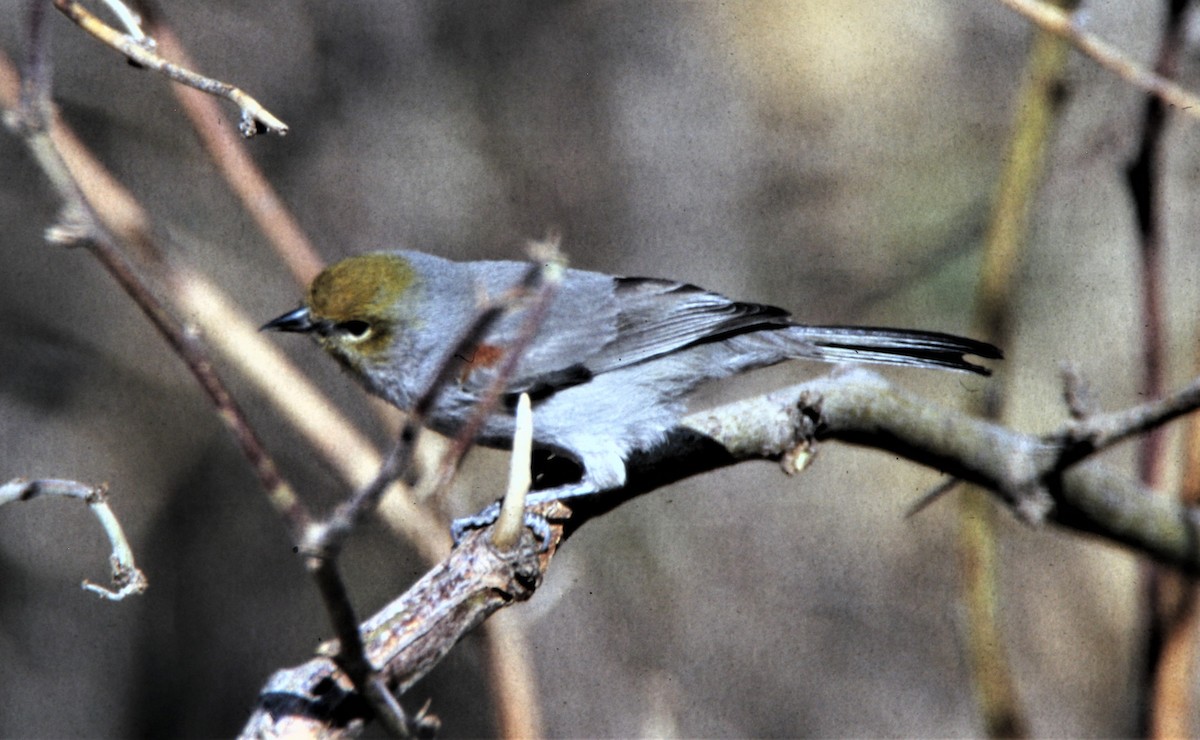 Auripare verdin - ML171164061