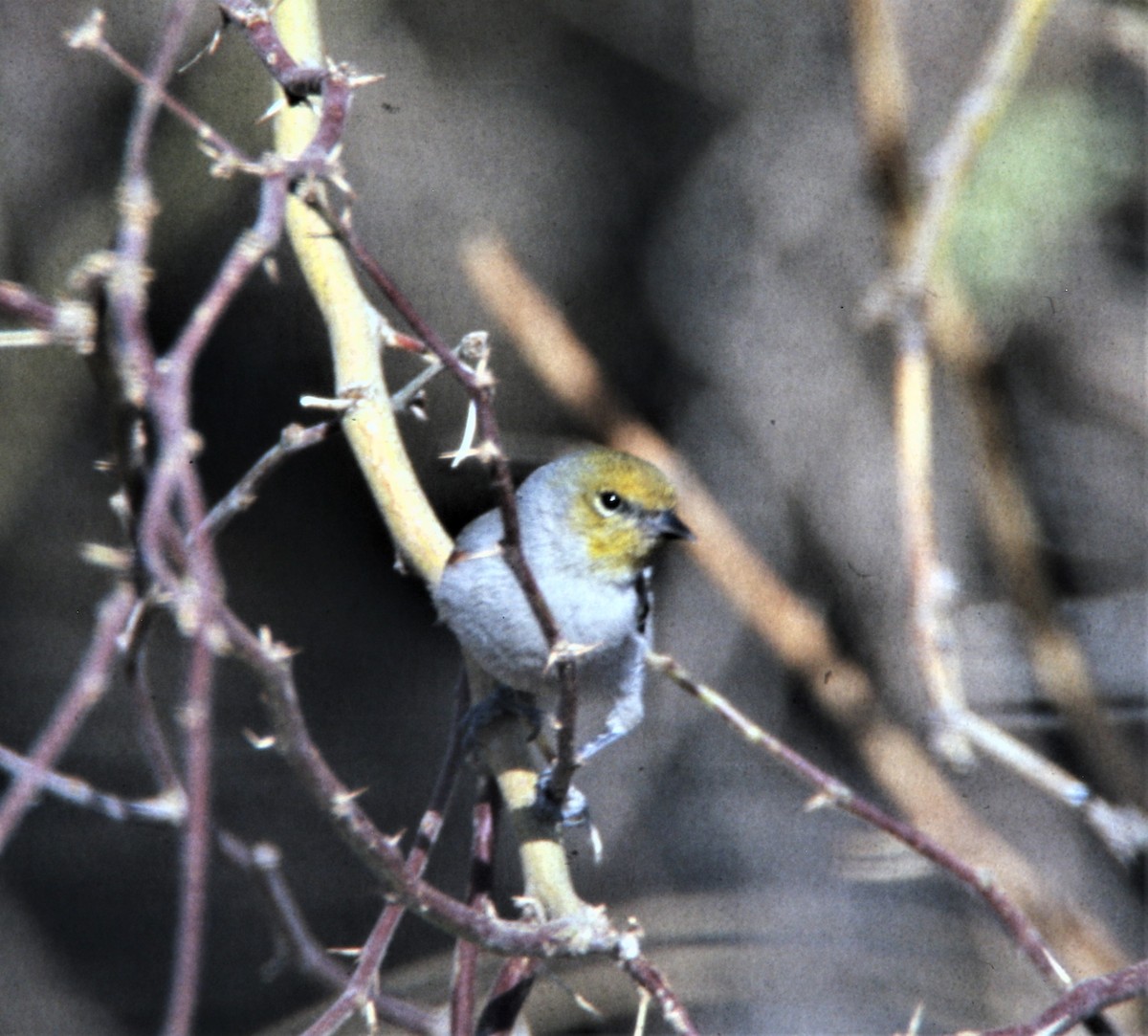 Auripare verdin - ML171164071