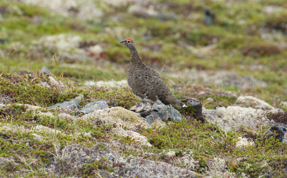 Rock Ptarmigan - ML171164241