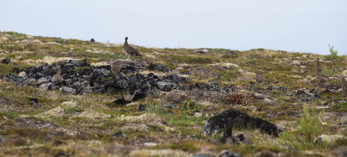 Rock Ptarmigan - ML171164251