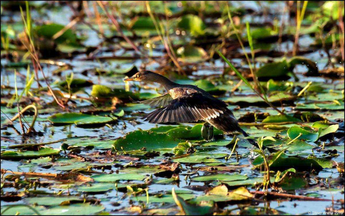 Little Grebe - ML171164301