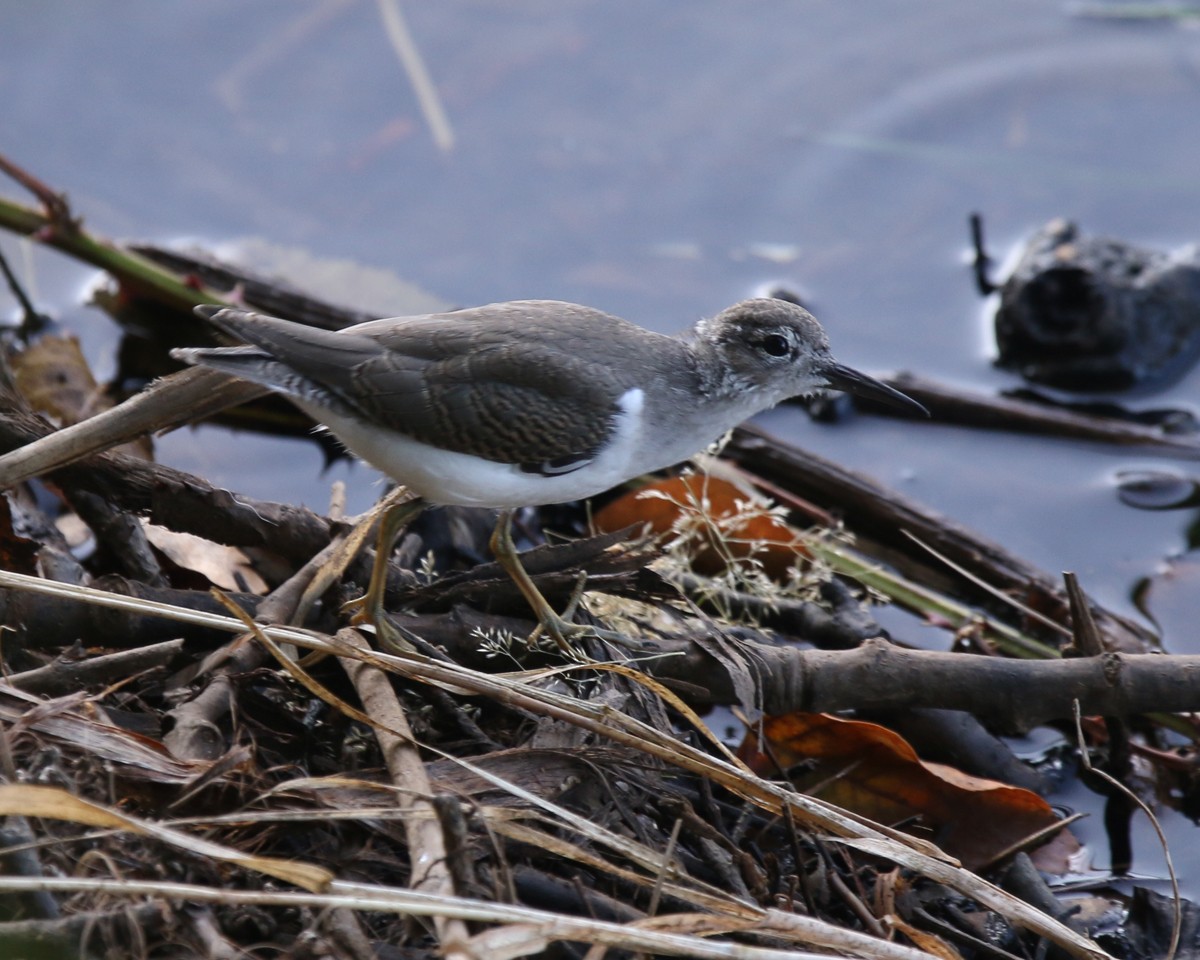 Spotted Sandpiper - ML171165151