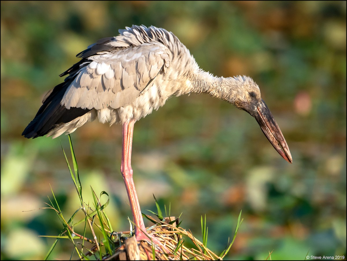 Asian Openbill - Anonymous