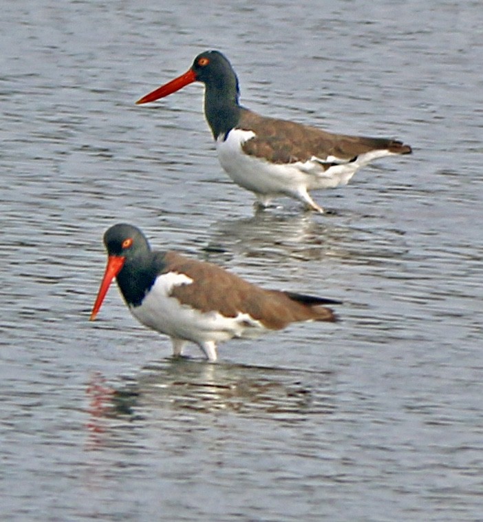 American Oystercatcher - ML171165501