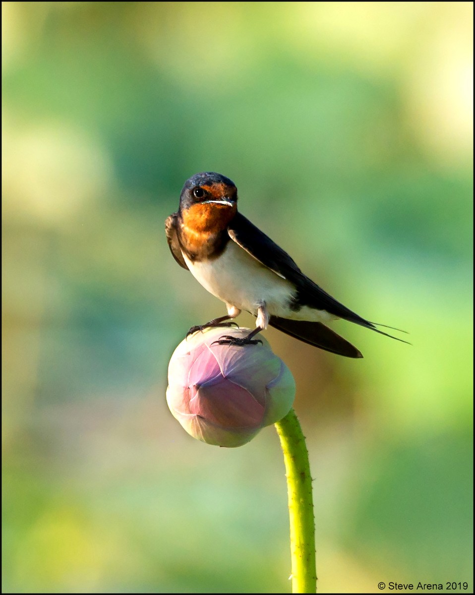 Barn Swallow - ML171166891