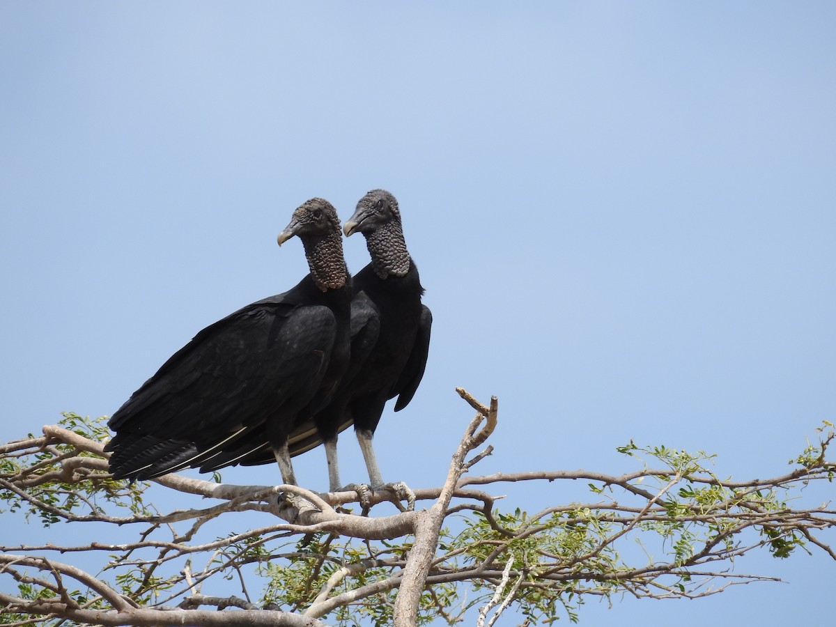 Black Vulture - Eduardo Rafael  Lázaro Arroyo