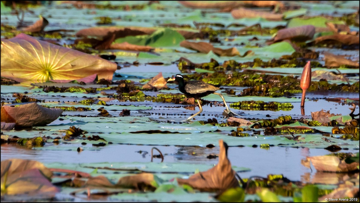 Bronze-winged Jacana - Anonymous