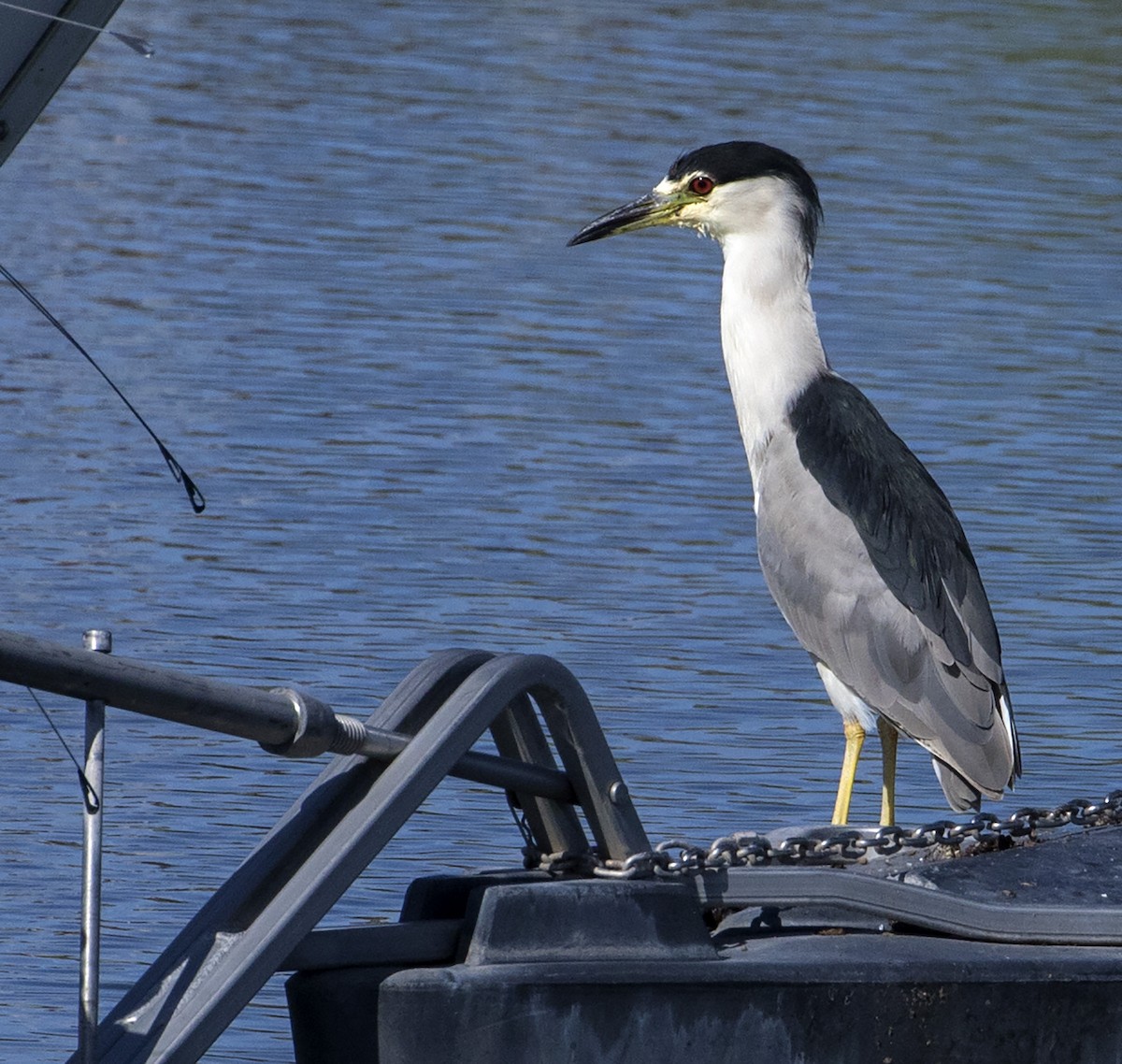 Black-crowned Night Heron - Jason Lott