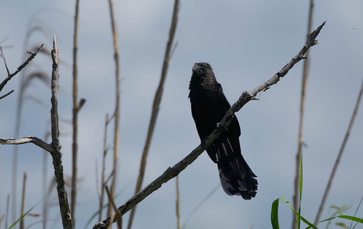 Smooth-billed Ani - ML171169001