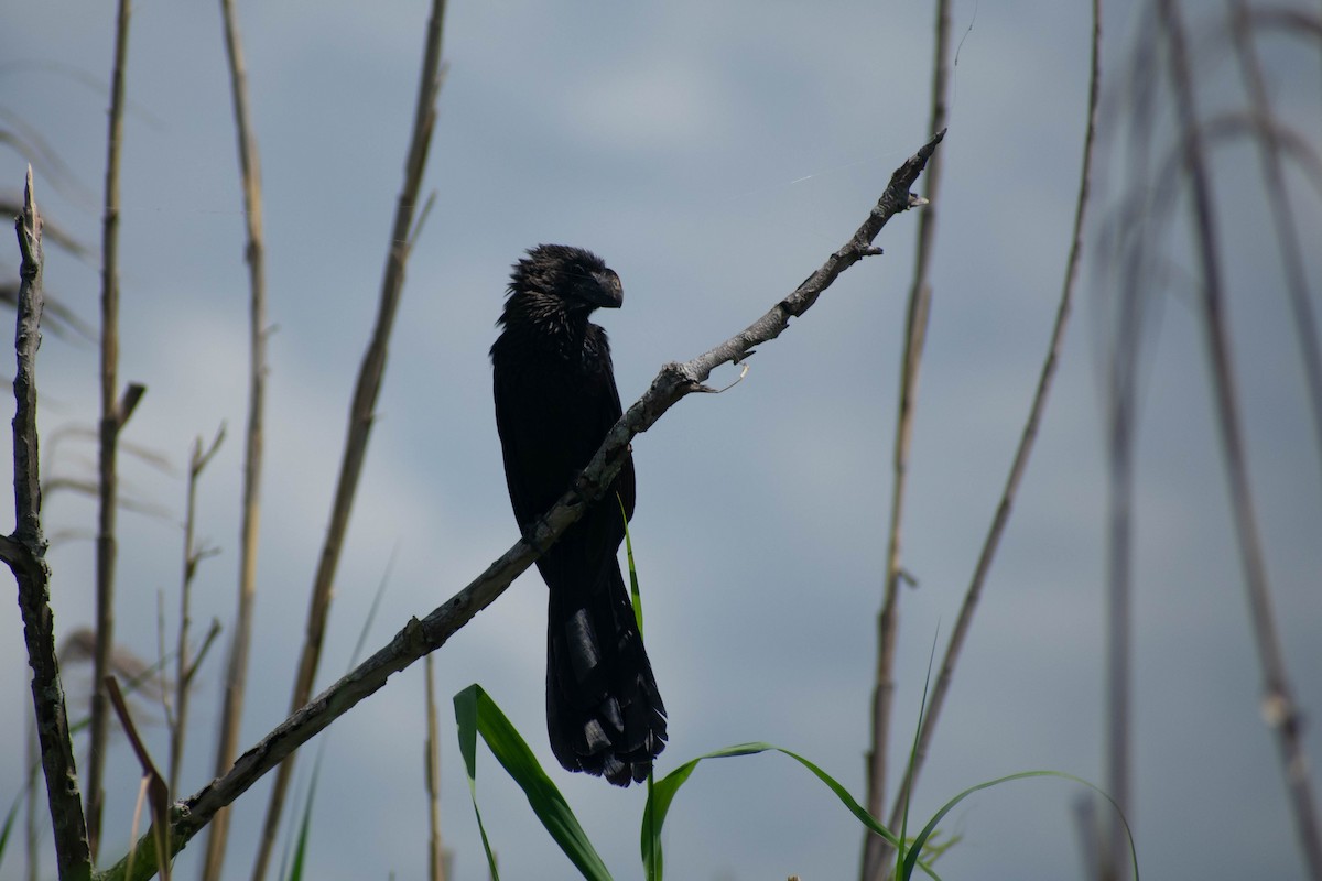 Smooth-billed Ani - ML171169011