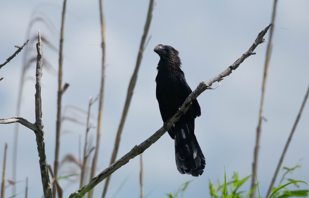 Smooth-billed Ani - Jerald Reb