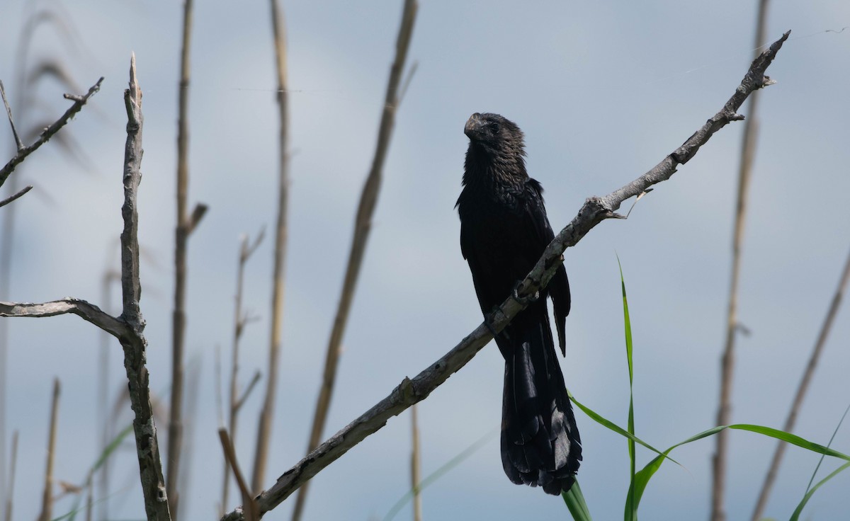 Smooth-billed Ani - ML171169031