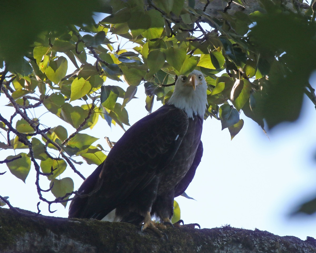 Bald Eagle - ML171169071