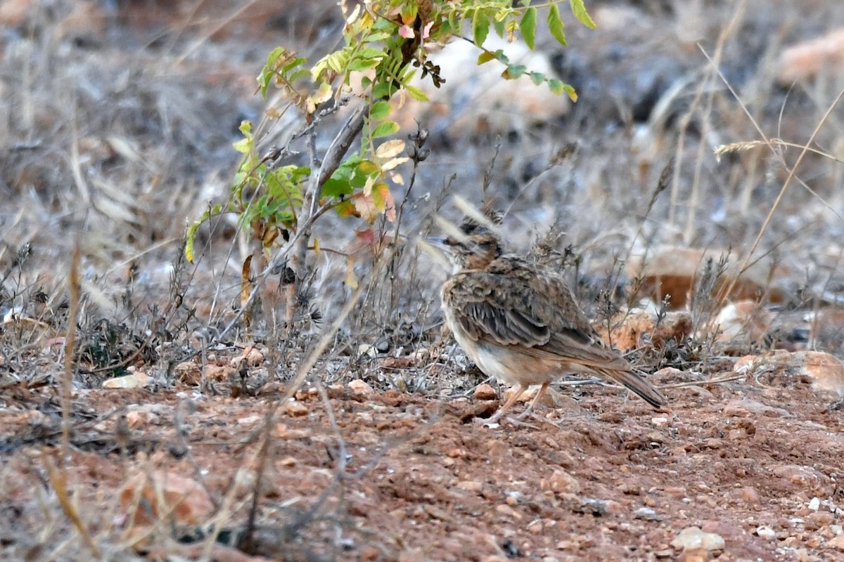 Crested Lark - ML171170231