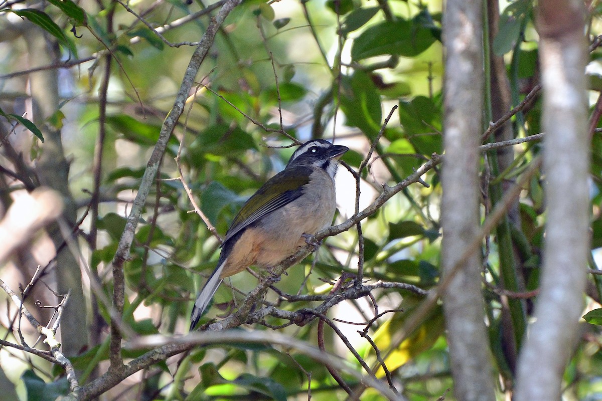 Green-winged Saltator - ML171171011