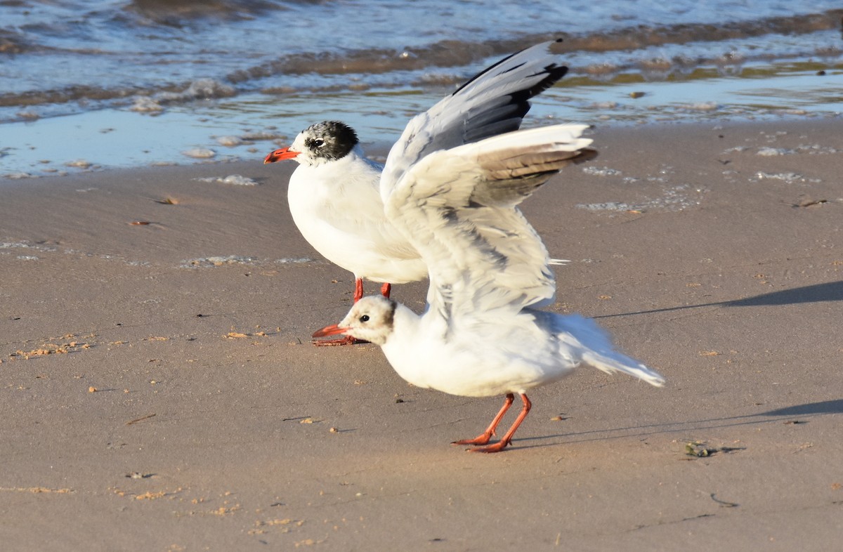 Black-headed Gull - ML171171661