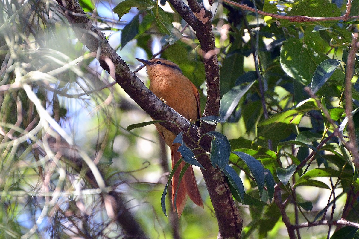 Buff-fronted Foliage-gleaner - ML171171731