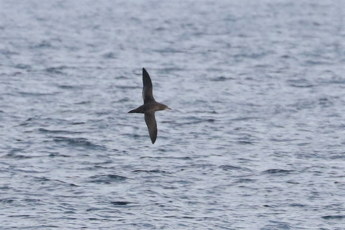 Sooty Shearwater - Ken McKenna