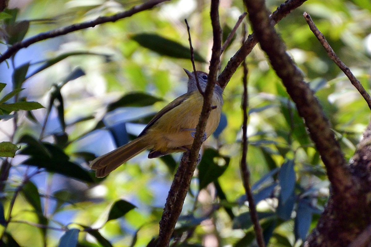 Rufous-crowned Greenlet - ML171171961