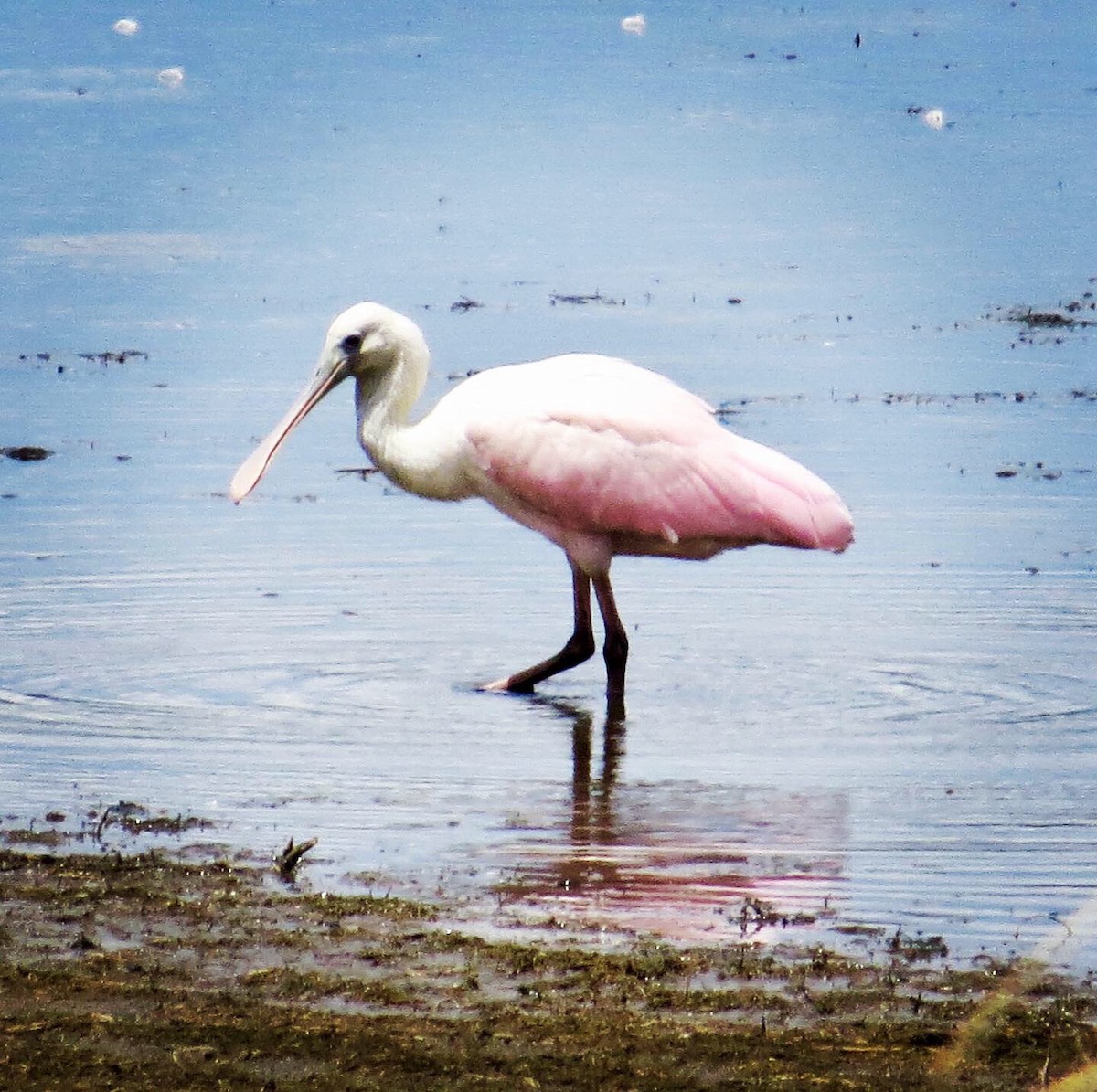 Roseate Spoonbill - ML171173201