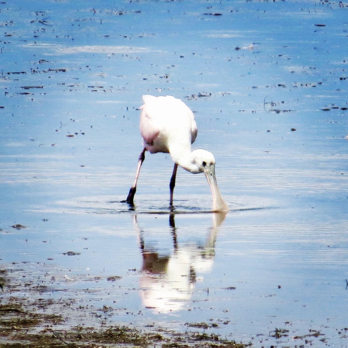 Roseate Spoonbill - ML171173221