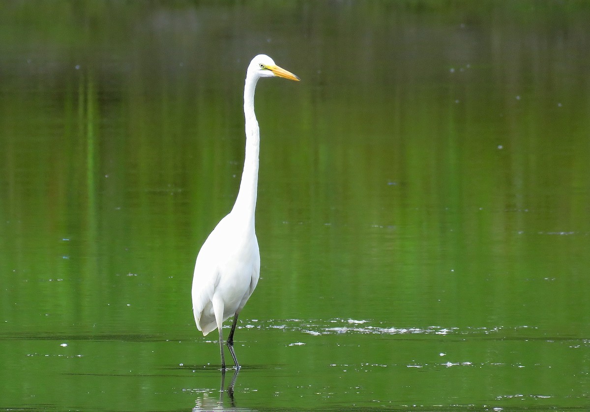 Great Egret - ML171175321